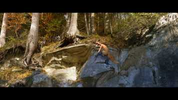 Free download The Fox and the Bird  Trailer video and edit with RedcoolMedia movie maker MovieStudio video editor online and AudioStudio audio editor onlin