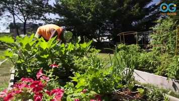 Free download The Garden At This Womens Shelter Provides Fresh Produce - and Hope video and edit with RedcoolMedia movie maker MovieStudio video editor online and AudioStudio audio editor onlin