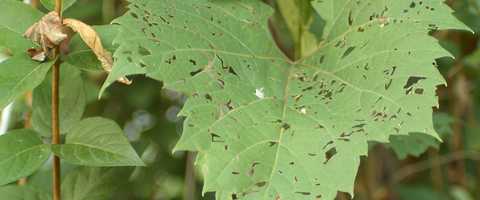 Free download The Japanese Beetle (BMPCC4K BRAW 12:1) video and edit with RedcoolMedia movie maker MovieStudio video editor online and AudioStudio audio editor onlin