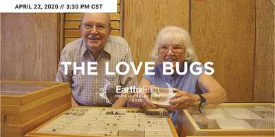 Free download THE LOVE BUGS video and edit with RedcoolMedia movie maker MovieStudio video editor online and AudioStudio audio editor onlin