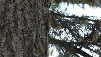 Free download The Monument Trailer video and edit with RedcoolMedia movie maker MovieStudio video editor online and AudioStudio audio editor onlin