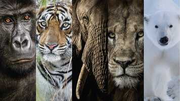 Free download The New Big 5 of Wildlife Photography | The Results | One Earth video and edit with RedcoolMedia movie maker MovieStudio video editor online and AudioStudio audio editor onlin