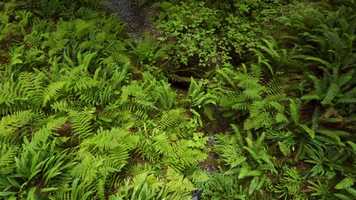 Free download THE REDWOODS video and edit with RedcoolMedia movie maker MovieStudio video editor online and AudioStudio audio editor onlin