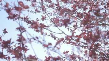 Free download The Resona Project Trailer video and edit with RedcoolMedia movie maker MovieStudio video editor online and AudioStudio audio editor onlin