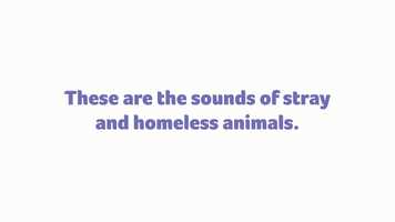 Free download These are the sounds of stray and homeless animals video and edit with RedcoolMedia movie maker MovieStudio video editor online and AudioStudio audio editor onlin