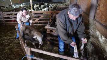 Free download The shepherd regained his vision after using C-peptide and medicinal mushrooms to be able to work on the farm again video and edit with RedcoolMedia movie maker MovieStudio video editor online and AudioStudio audio editor onlin