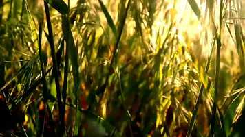 Free download The spy : The necklace curse video and edit with RedcoolMedia movie maker MovieStudio video editor online and AudioStudio audio editor onlin