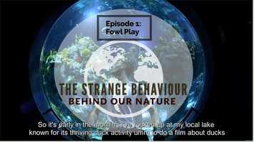 Free download The Strange Behaviour Behind Our Nature: Fowl Play video and edit with RedcoolMedia movie maker MovieStudio video editor online and AudioStudio audio editor onlin