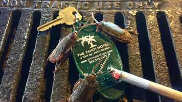 Free download The Tahiti Motel a feature-length film by John Szabo (this is the 2 minute trailer). video and edit with RedcoolMedia movie maker MovieStudio video editor online and AudioStudio audio editor onlin