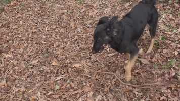 Free download The Tree Movie video and edit with RedcoolMedia movie maker MovieStudio video editor online and AudioStudio audio editor onlin