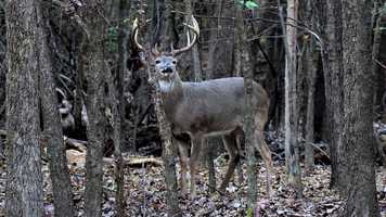 Free download The Urban City Deer Project - Trailer video and edit with RedcoolMedia movie maker MovieStudio video editor online and AudioStudio audio editor onlin