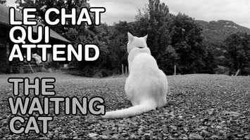 Free download The Waiting Cat - E10s Supershorts video and edit with RedcoolMedia movie maker MovieStudio video editor online and AudioStudio audio editor onlin