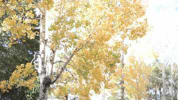 Free download The Wesson Family video and edit with RedcoolMedia movie maker MovieStudio video editor online and AudioStudio audio editor onlin