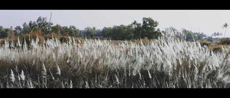 Free download The Wilderness video and edit with RedcoolMedia movie maker MovieStudio video editor online and AudioStudio audio editor onlin