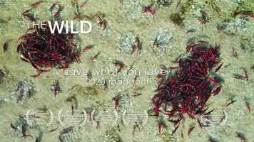 Free download The Wild Official Trailer video and edit with RedcoolMedia movie maker MovieStudio video editor online and AudioStudio audio editor onlin