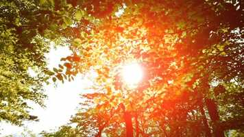 Free download The Wonders of Nature video and edit with RedcoolMedia movie maker MovieStudio video editor online and AudioStudio audio editor onlin
