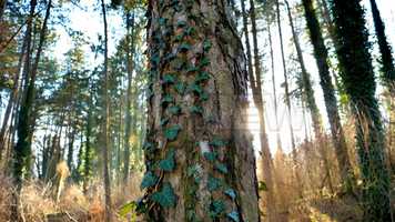 Free download The Woods Stock Video video and edit with RedcoolMedia movie maker MovieStudio video editor online and AudioStudio audio editor onlin