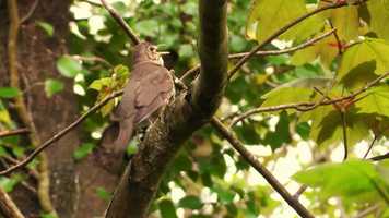 Free download Thrush Bird Singing video and edit with RedcoolMedia movie maker MovieStudio video editor online and AudioStudio audio editor onlin