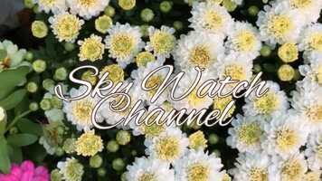 Free download Thumbs Down | Sky Watch Channel video and edit with RedcoolMedia movie maker MovieStudio video editor online and AudioStudio audio editor onlin