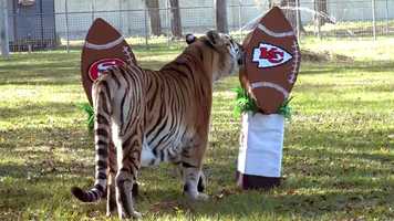 Free download Tiger Predicts BIG Game Winner video and edit with RedcoolMedia movie maker MovieStudio video editor online and AudioStudio audio editor onlin