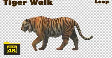 Free download Tiger Walking 4K Animation | Motion Graphics - Envato elements video and edit with RedcoolMedia movie maker MovieStudio video editor online and AudioStudio audio editor onlin
