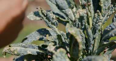 Free download TizZ Caller: Earth Science video and edit with RedcoolMedia movie maker MovieStudio video editor online and AudioStudio audio editor onlin