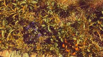 Free download to be at home video and edit with RedcoolMedia movie maker MovieStudio video editor online and AudioStudio audio editor onlin