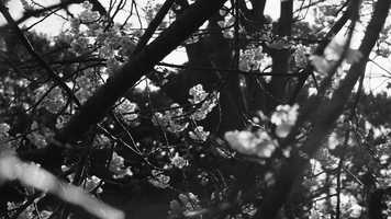 Free download Tokyo video and edit with RedcoolMedia movie maker MovieStudio video editor online and AudioStudio audio editor onlin