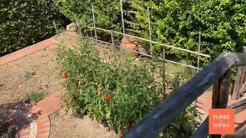 Free download Torre Di Sopra - Salsa Al Pomodoro video and edit with RedcoolMedia movie maker MovieStudio video editor online and AudioStudio audio editor onlin