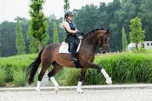 Free download Totilas x Rubin Royal - Mare, 165cm, 2013 video and edit with RedcoolMedia movie maker MovieStudio video editor online and AudioStudio audio editor onlin