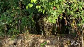 Free download Tough Cats #3 video and edit with RedcoolMedia movie maker MovieStudio video editor online and AudioStudio audio editor onlin