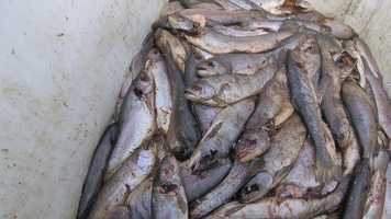 Free download Toxic Salmon Soup - Fresh from Kames Fish Farming! video and edit with RedcoolMedia movie maker MovieStudio video editor online and AudioStudio audio editor onlin