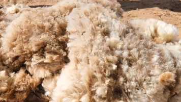 Free download Traditional Sheep Shearing | Raw Free-Range Wool video and edit with RedcoolMedia movie maker MovieStudio video editor online and AudioStudio audio editor onlin