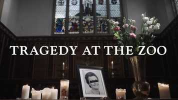 Free download Tragedy At The Zoo / Short video and edit with RedcoolMedia movie maker MovieStudio video editor online and AudioStudio audio editor onlin