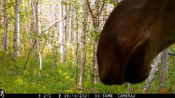 Free download Trail Camera 2 Movie .mp4 video and edit with RedcoolMedia movie maker MovieStudio video editor online and AudioStudio audio editor onlin