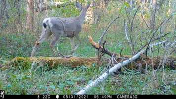 Free download Trail Camera 3 Movie.mp4 video and edit with RedcoolMedia movie maker MovieStudio video editor online and AudioStudio audio editor onlin