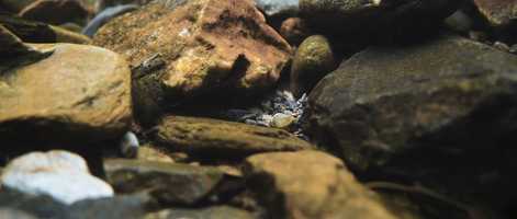 Free download TRAILER BELDURRETAN ARRAUNEAN_AZPITI video and edit with RedcoolMedia movie maker MovieStudio video editor online and AudioStudio audio editor onlin