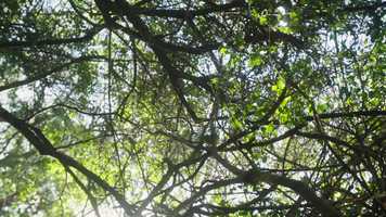 Free download Trailer: Bongiwe Lusizi, Atlantic Fellow for Racial Equity video and edit with RedcoolMedia movie maker MovieStudio video editor online and AudioStudio audio editor onlin