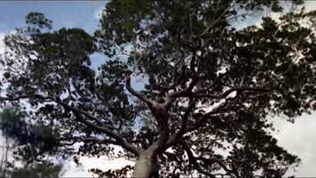 Free download Trailer EcoBrasilFest video and edit with RedcoolMedia movie maker MovieStudio video editor online and AudioStudio audio editor onlin