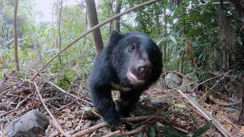 Free download 【Trailer】Formosan B.B. is coming video and edit with RedcoolMedia movie maker MovieStudio video editor online and AudioStudio audio editor onlin