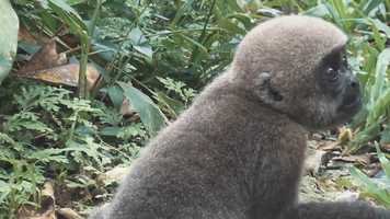 Free download Trailer Gen Nomade TVN video and edit with RedcoolMedia movie maker MovieStudio video editor online and AudioStudio audio editor onlin