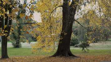 Free download Trailer - Historia de otoo video and edit with RedcoolMedia movie maker MovieStudio video editor online and AudioStudio audio editor onlin