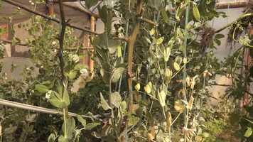 Free download Trailer Manuela1945. video and edit with RedcoolMedia movie maker MovieStudio video editor online and AudioStudio audio editor onlin