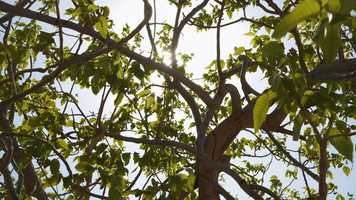 Free download Trailer Sawadogo video and edit with RedcoolMedia movie maker MovieStudio video editor online and AudioStudio audio editor onlin