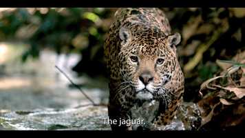 Free download Trailer Telcel WWF JAGUAR video and edit with RedcoolMedia movie maker MovieStudio video editor online and AudioStudio audio editor onlin