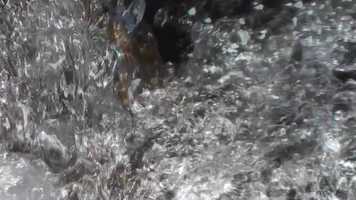 Free download TRAILER Tentare Tentaculum video and edit with RedcoolMedia movie maker MovieStudio video editor online and AudioStudio audio editor onlin