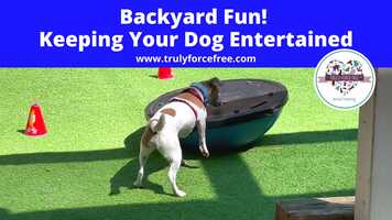 Free download #trainerquicktip Backyard Fun! Keeping Your Dog Entertained video and edit with RedcoolMedia movie maker MovieStudio video editor online and AudioStudio audio editor onlin