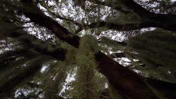 Free download TREE.2 video and edit with RedcoolMedia movie maker MovieStudio video editor online and AudioStudio audio editor onlin