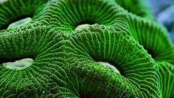 Free download Treehouse Festival - Volume Three: Acid Bloom video and edit with RedcoolMedia movie maker MovieStudio video editor online and AudioStudio audio editor onlin