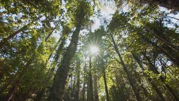 Free download Trees video and edit with RedcoolMedia movie maker MovieStudio video editor online and AudioStudio audio editor onlin